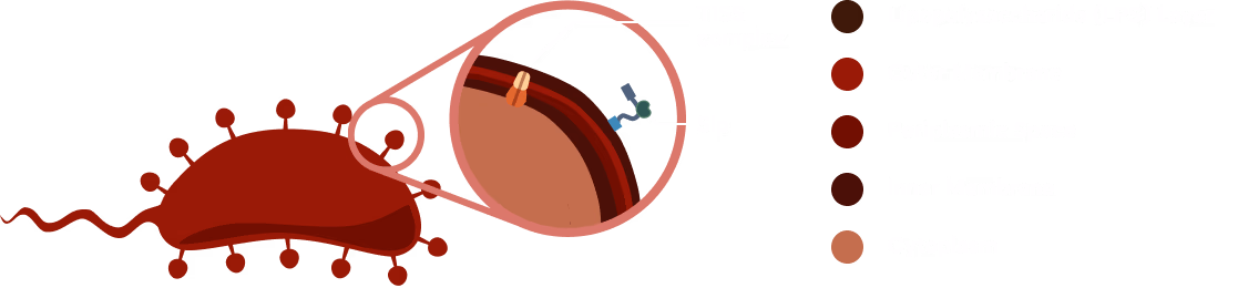 CB2A surface display diagram