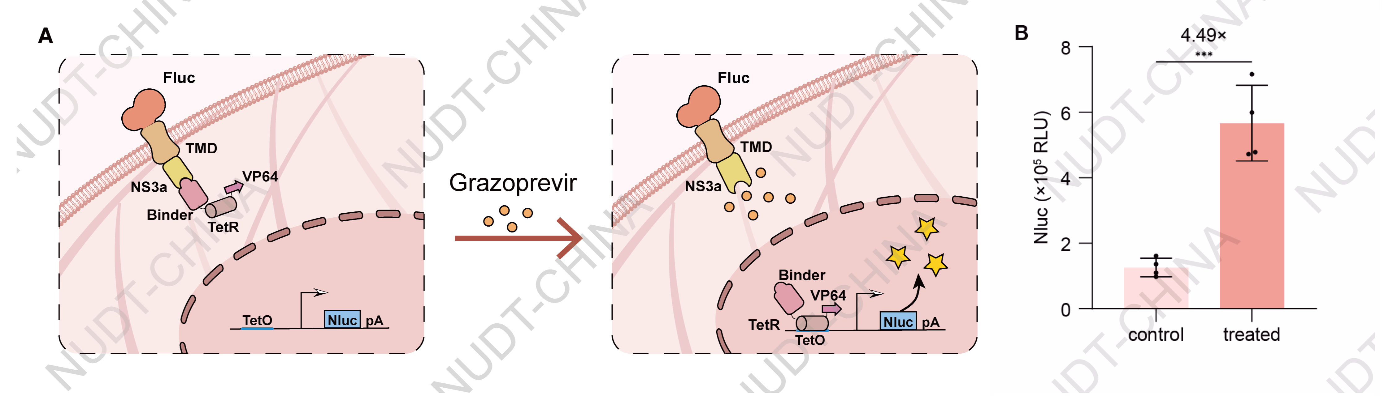 NanoLuc levels in culture supernatants