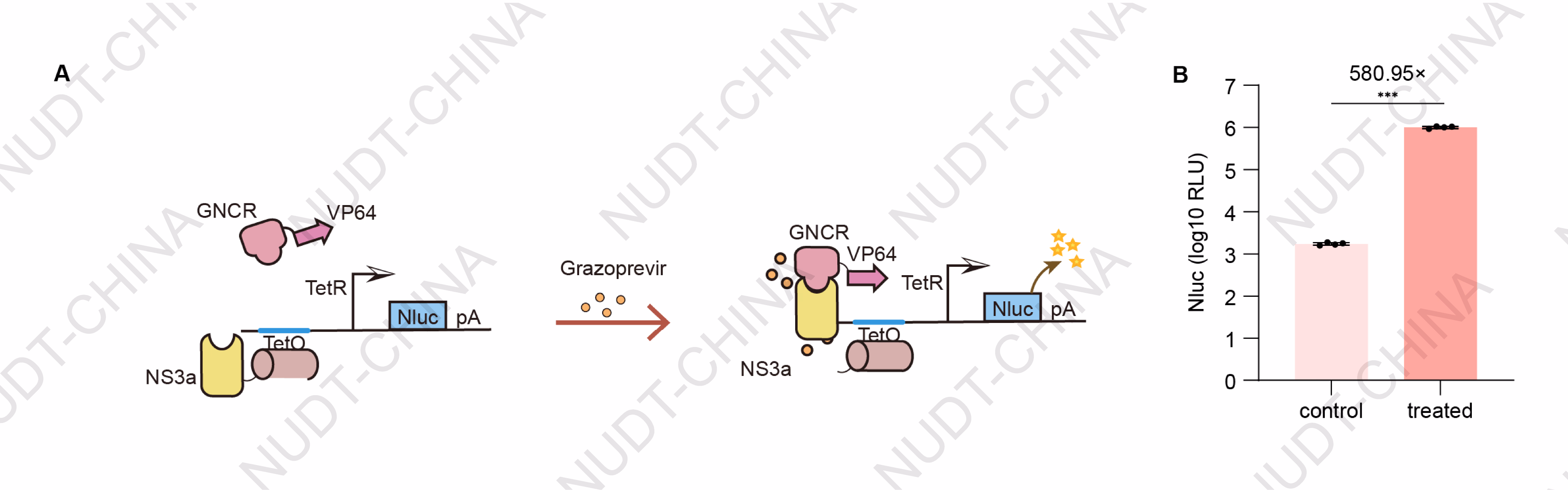 Schematic illustration of the secretion ON system