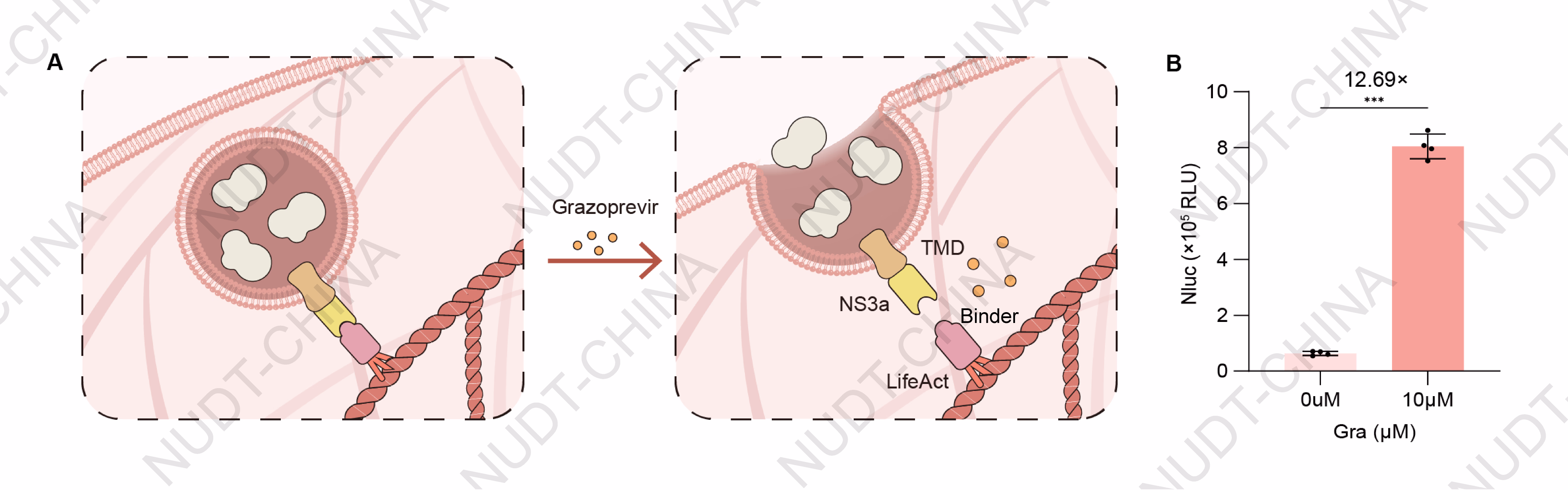 Mechanism of Grazoprevir induced NS3a-Binder dissociation