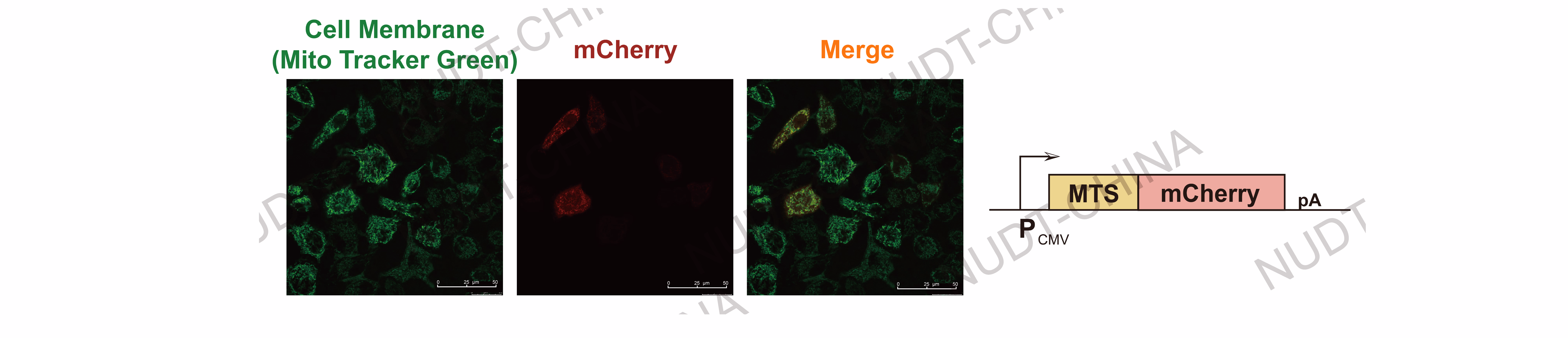 Confocal micrographs of mitochondrial localization