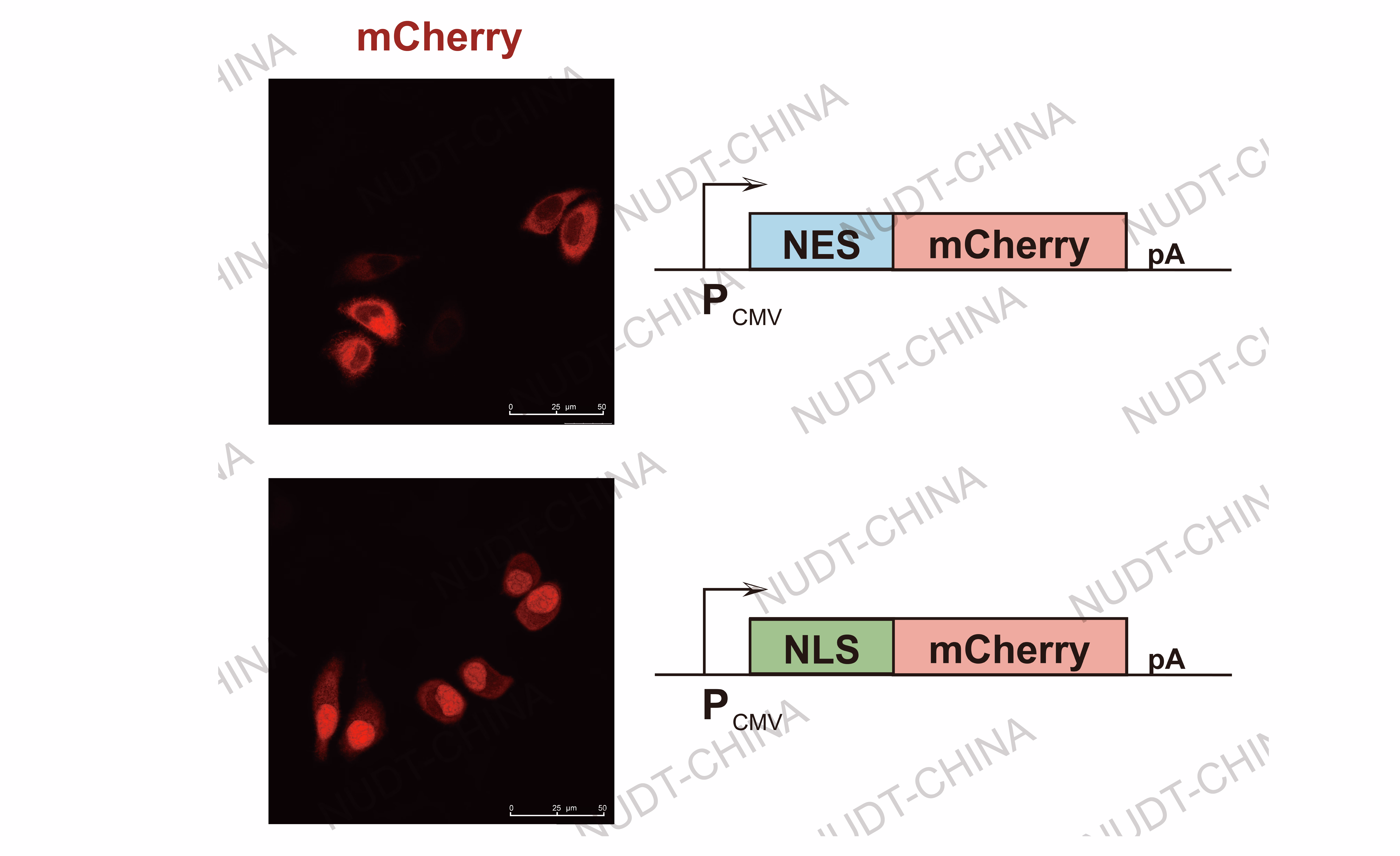 Confocal micrographs of nuclear localization/export