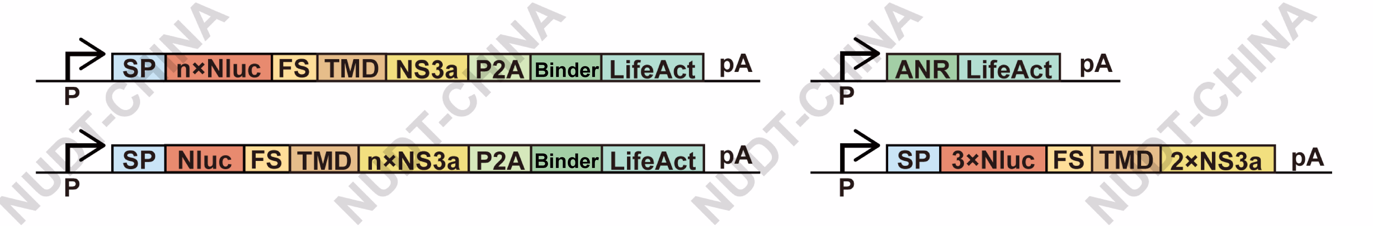 chemSPARK gene circuit