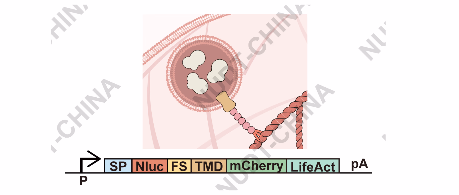 Vesicle-anchoring module schematic