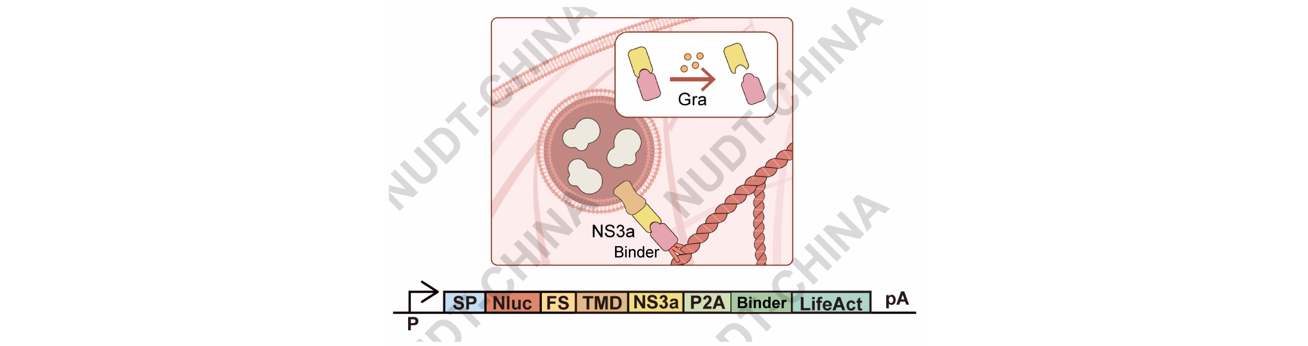 Grazoprevir-induced disassociation schematic