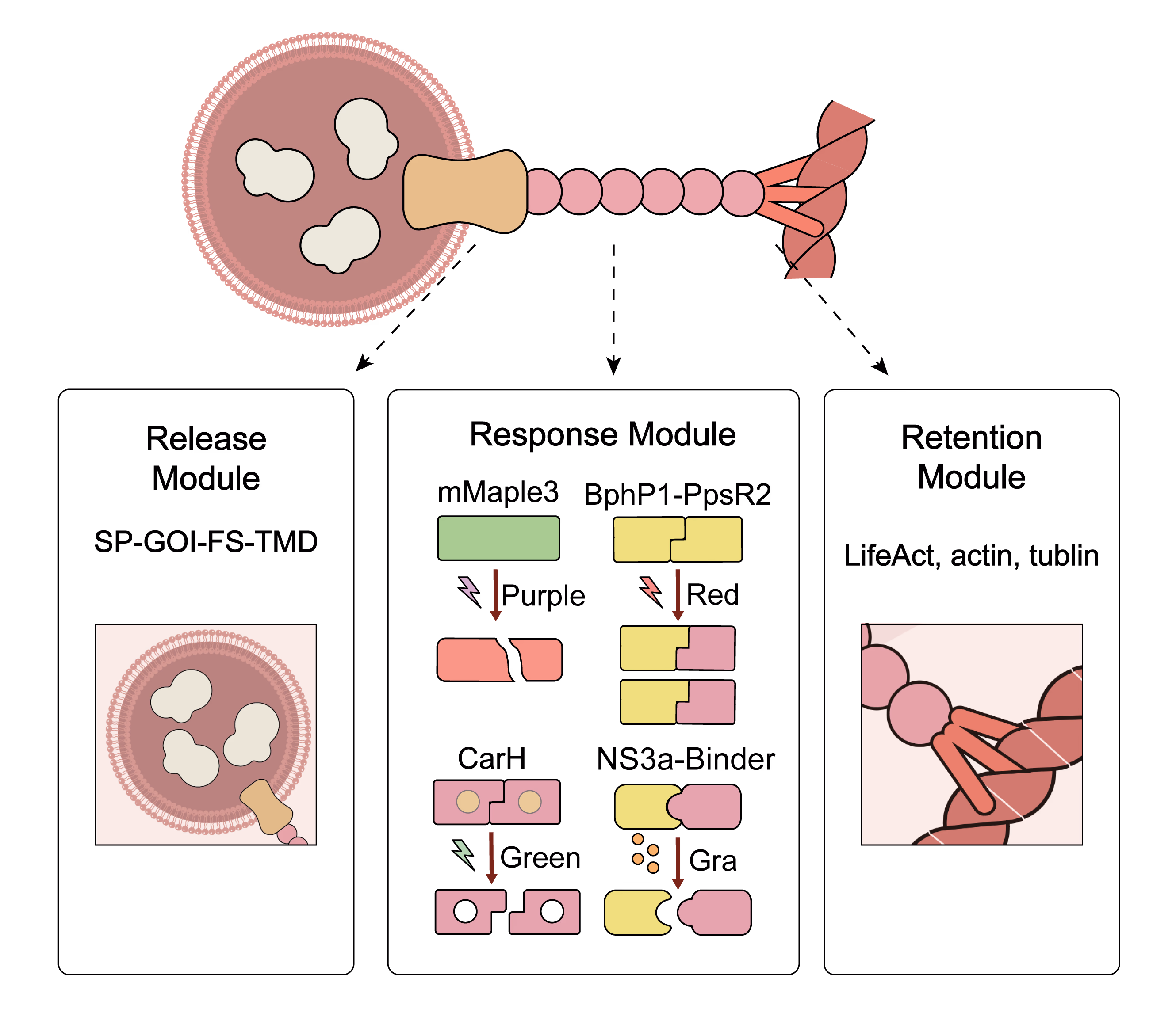 NanoLuc levels in culture supernatants