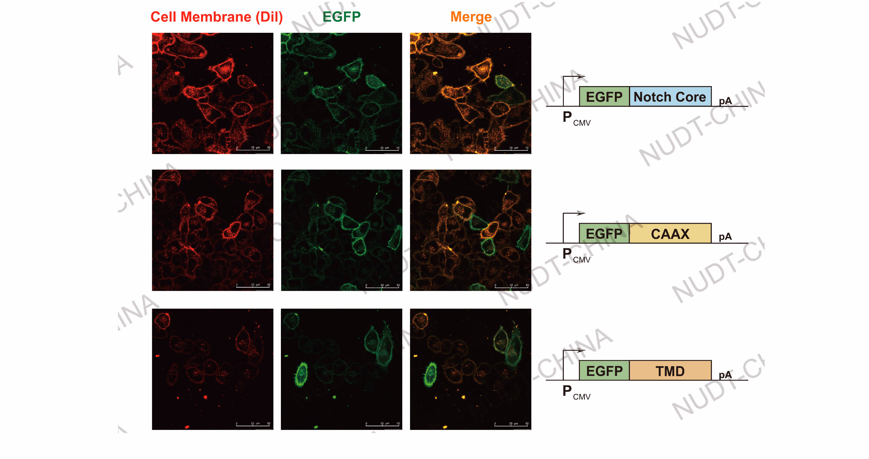 Confocal micrographs of membrane-localized proteins