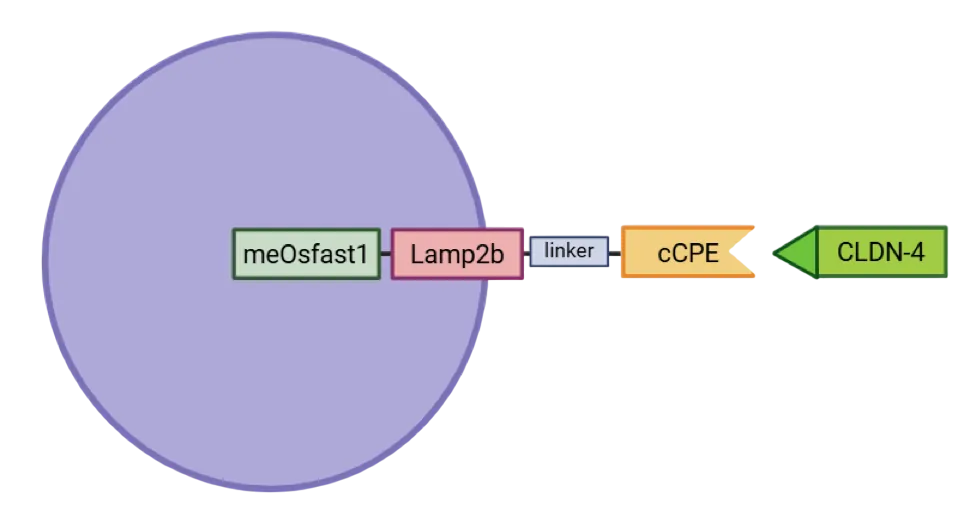cCPE-Lamp2b fusion protein structure