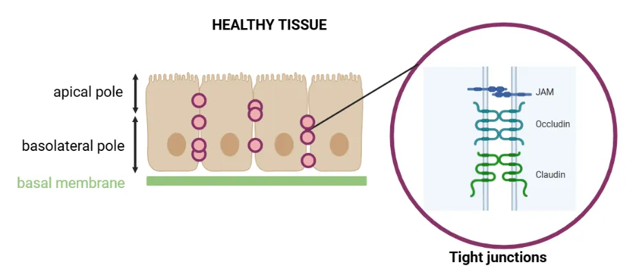 Healthy epithelial tissue