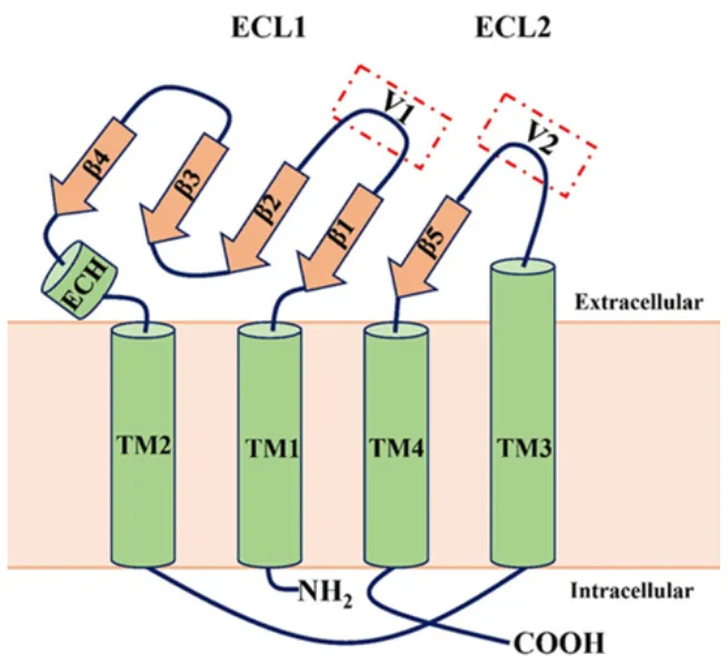 Claudin structure
