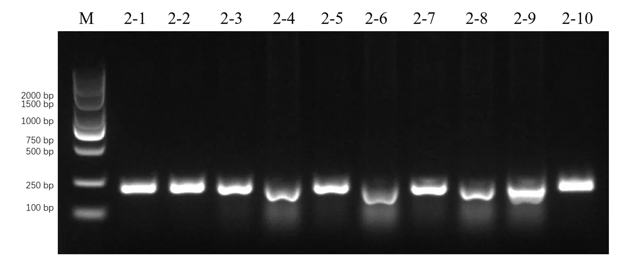 Colonies Pcr SUSTech-BIO