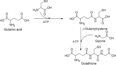 glutathione reductase wiki System from Cyanobacteria to Higher Eukaryotes Glutathione Reductase - an overview