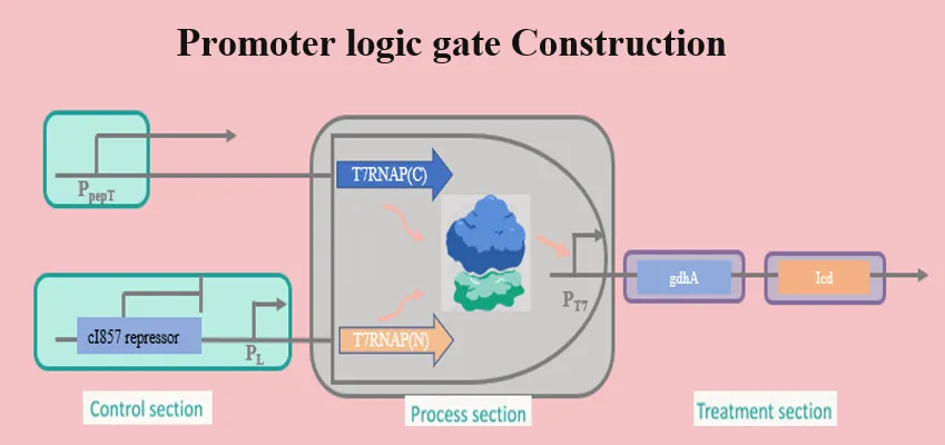 Modular Exponential Gate CUHK-Shenzhen - iGEM 2025