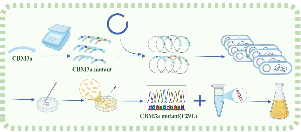 Mutation Library ZJUT-China