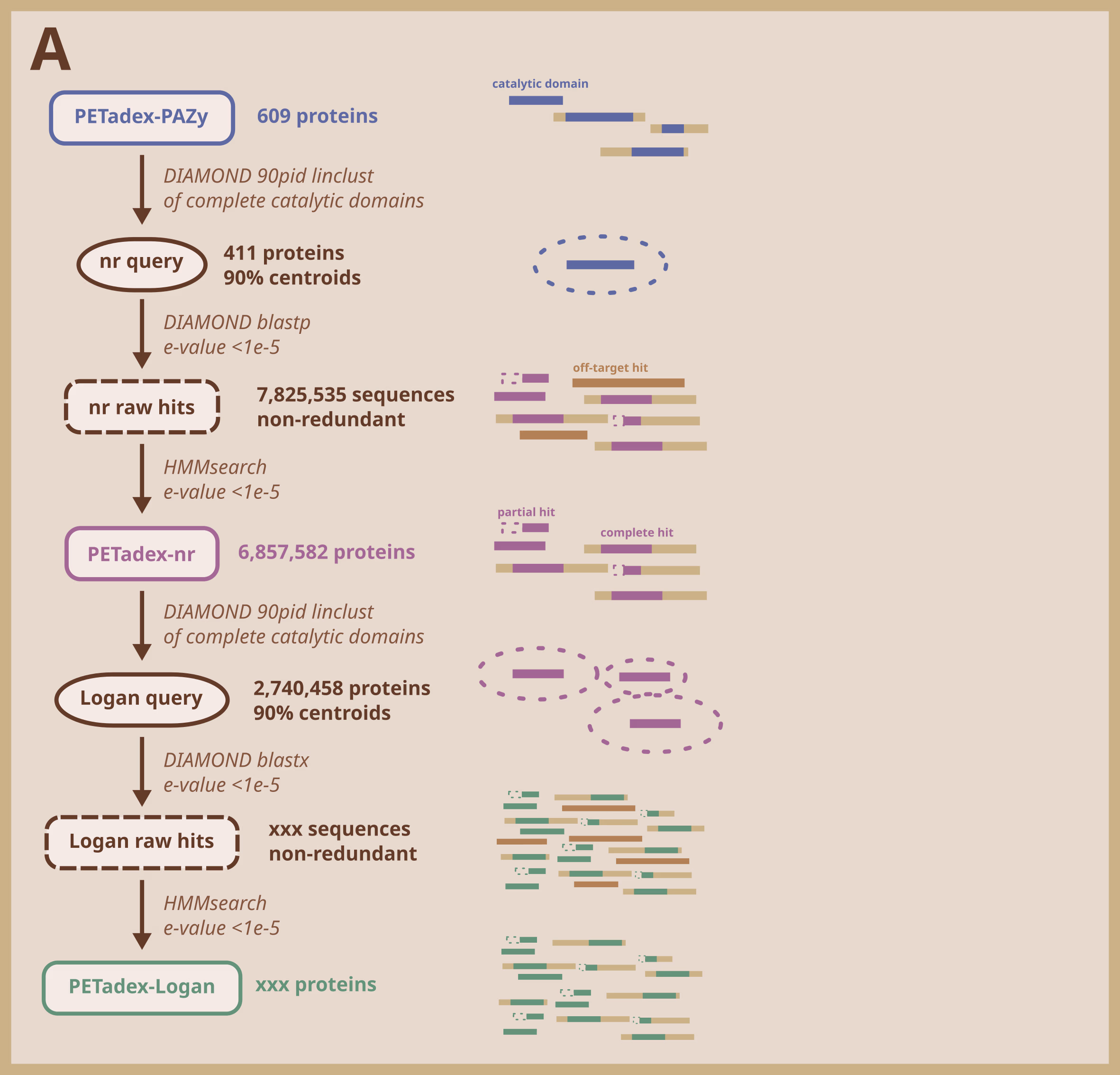 Flowchart of how the PETadex corpus is built: 609 PETadex-PAZy proteins are clustered at 90% identity into 411 nr query centroids; a DIAMOND blastp search of NCBI nr gives 7,825,535 non-redundant raw hits, which HMMsearch filters to 6,857,582 PETadex-nr proteins; these are clustered into 2,740,458 Logan query centroids, searched against Logan with DIAMOND blastx and filtered with HMMsearch into PETadex-Logan. Bars beside each step sketch catalytic domains, off-target, partial and complete hits.