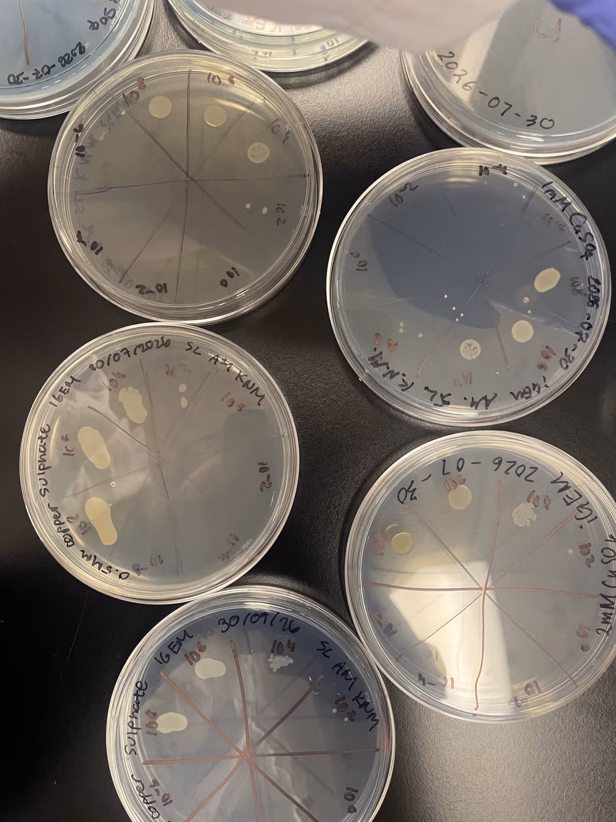 Copper toxicity spot plates