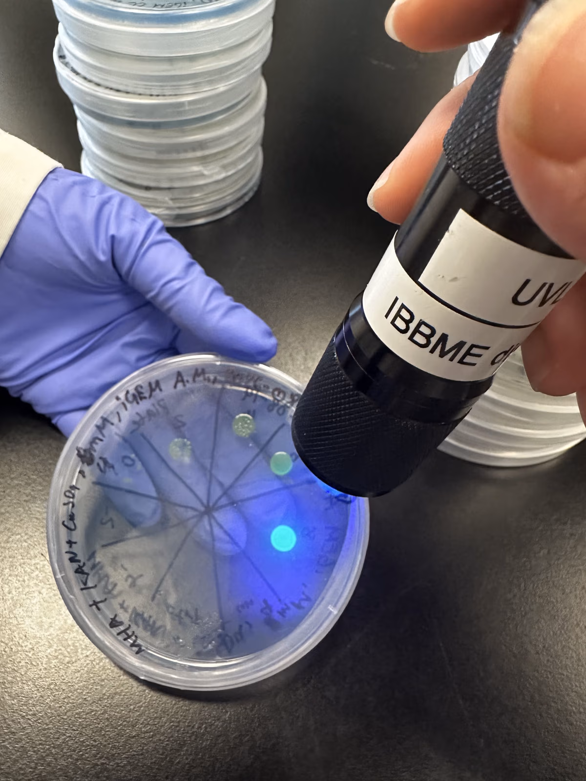 UV light on an AS-msGFP2 plate showing a glowing spot