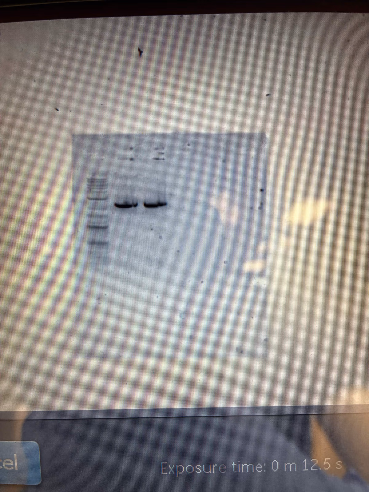 Gel of PD fragment 1 PCR