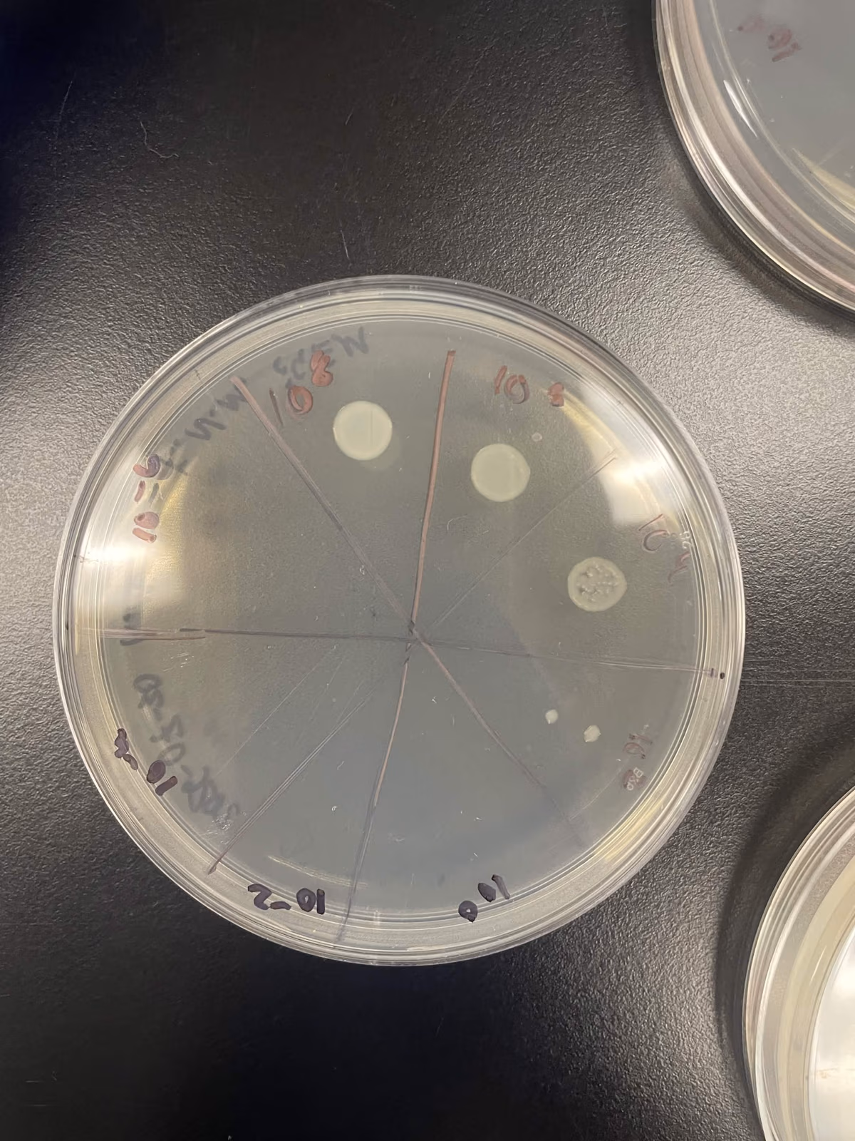 Selection test plate with colonies