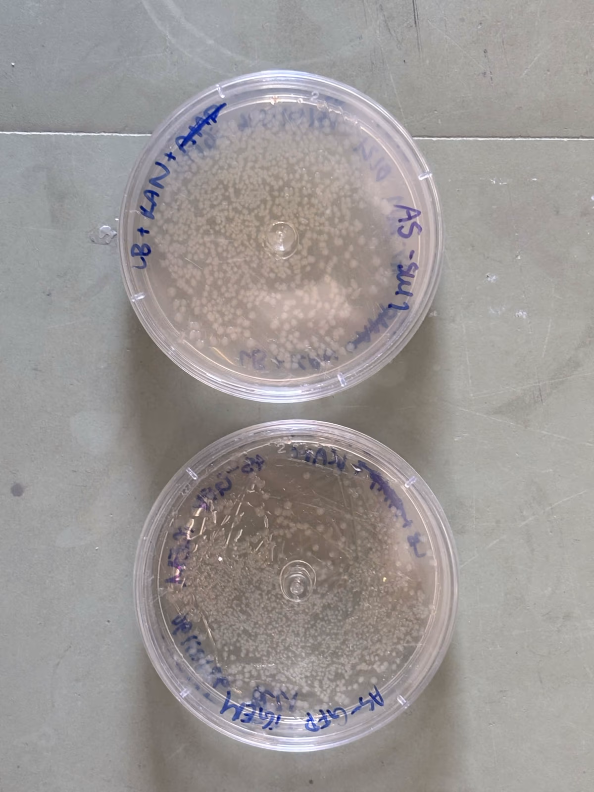 Transformation plates