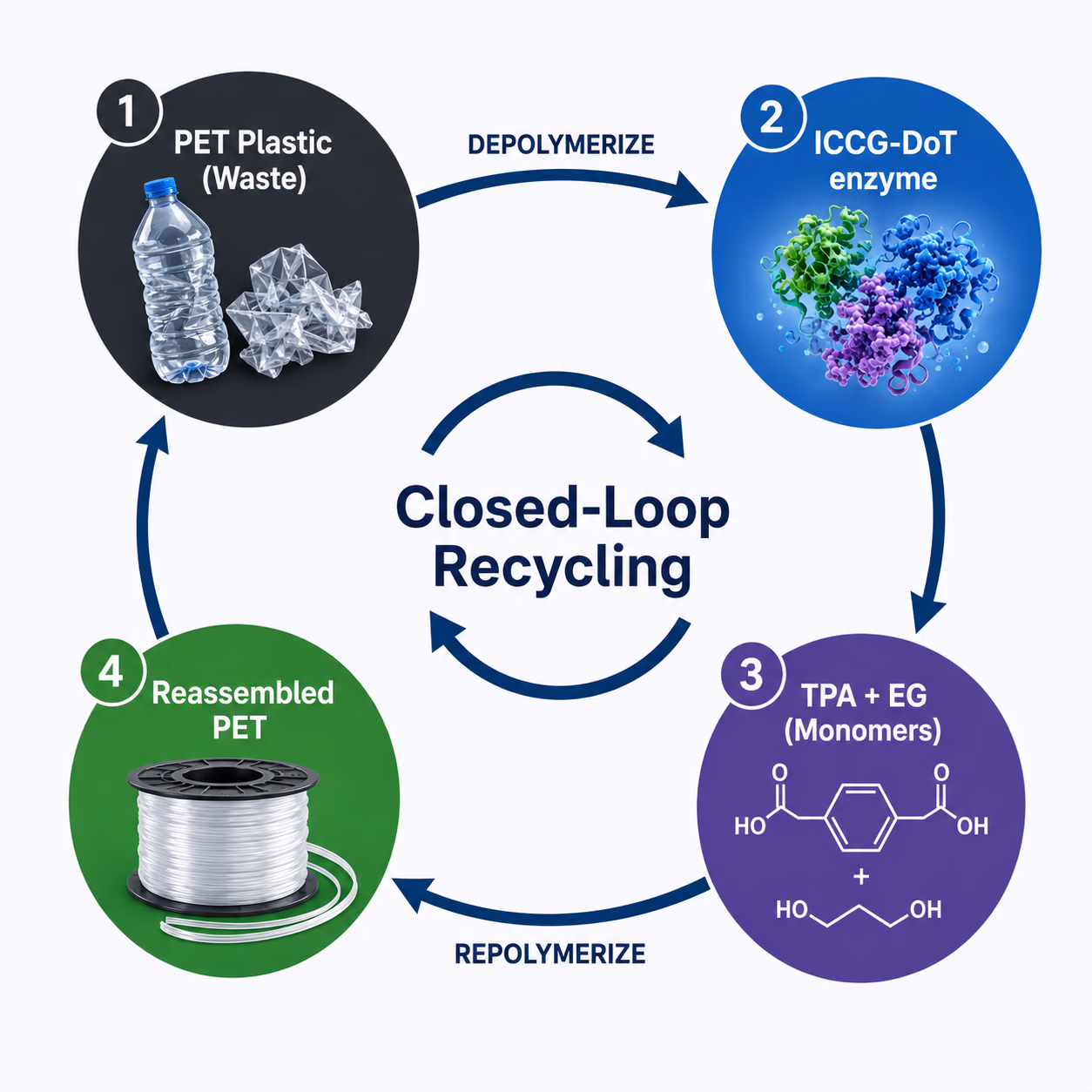 Closed-loop recycling: PET waste is depolymerised by the ICCG-DoT enzyme into TPA and EG monomers, which are repolymerised into reassembled PET