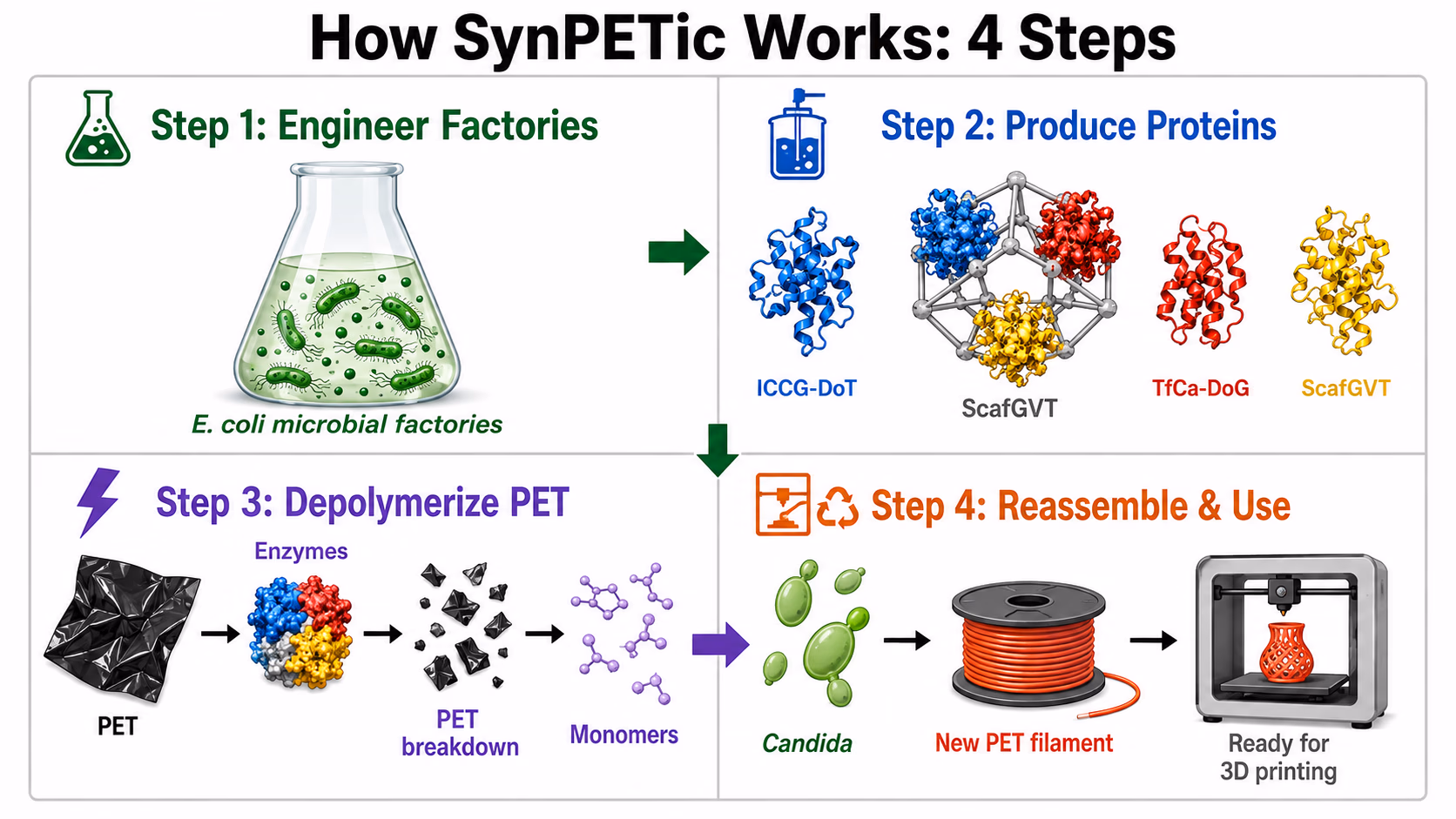 How SynPETic works in four steps: engineer E. coli factories, produce the proteins, depolymerise PET with the enzymes, and reassemble the monomers into new PET filament