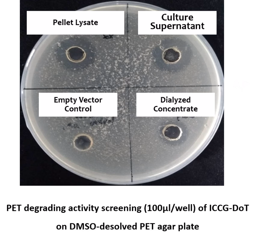 DMSO-dissolved PET agar plate assay showing a clearing halo for ICCG-DoT dialysed concentrate