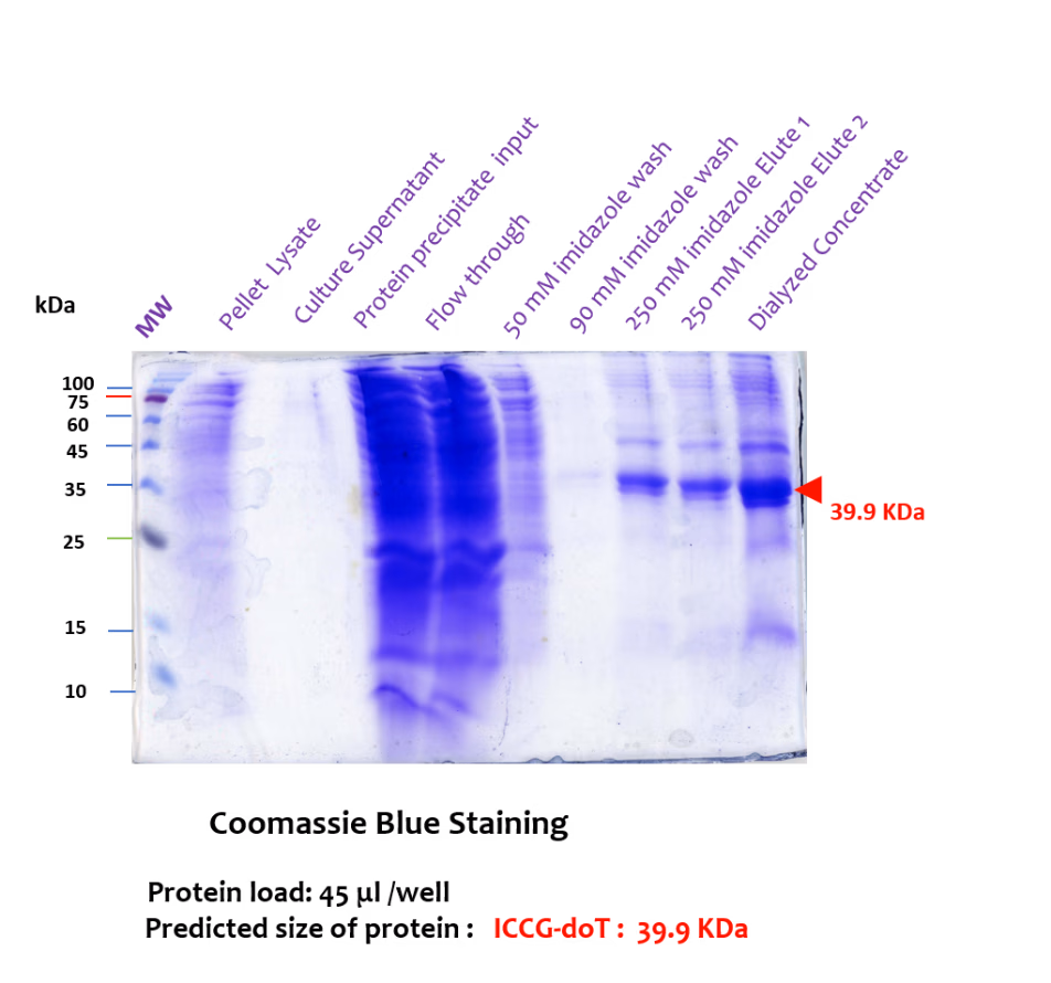 SDS-PAGE Coomassie Blue staining of ICCG-DoT purification fractions, showing a band at 39.9 kDa