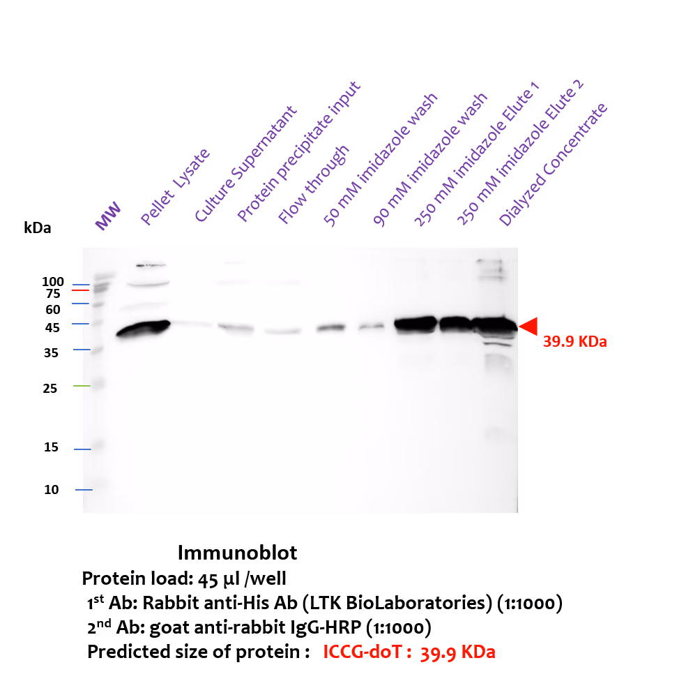Western blot with anti-His antibody confirming ICCG-DoT identity at 39.9 kDa