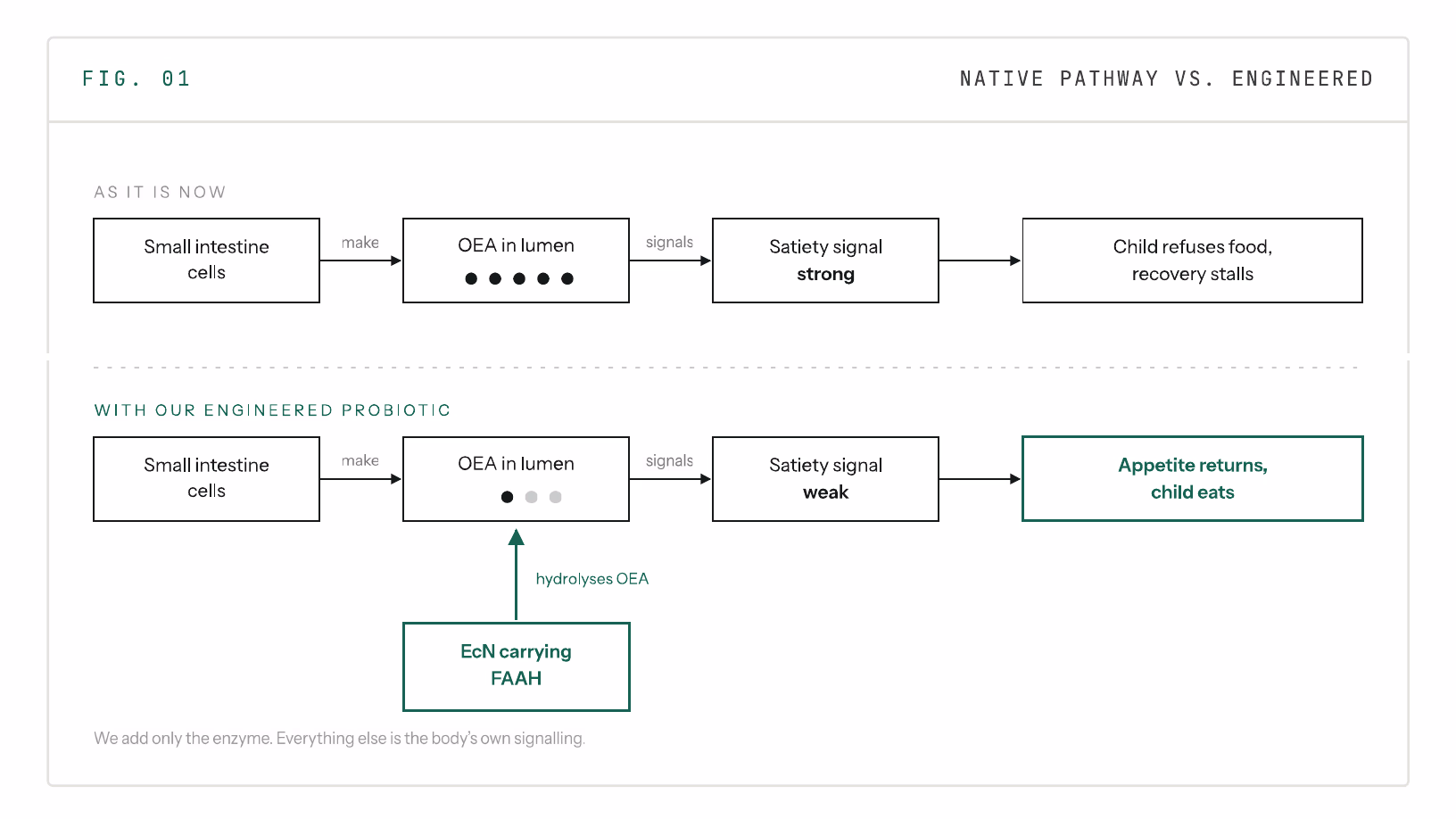 Diagram comparing the native OEA pathway with the engineered version, in which added FAAH activity in the gut lumen lowers OEA and weakens the satiety signal.