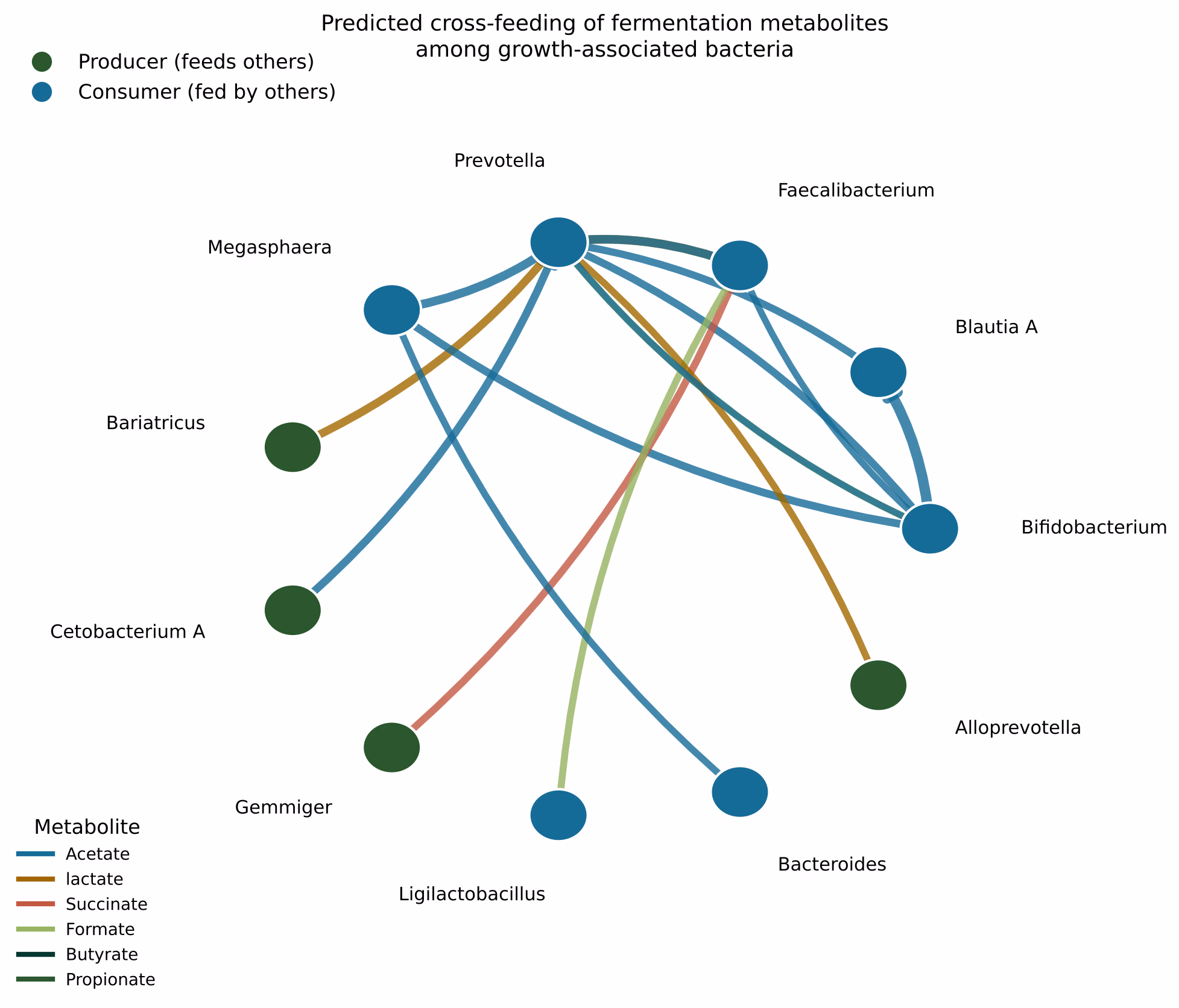 Directed network of predicted cross-feeding among the growth-associated bacteria, with Prevotella central and arrows coloured by metabolite.