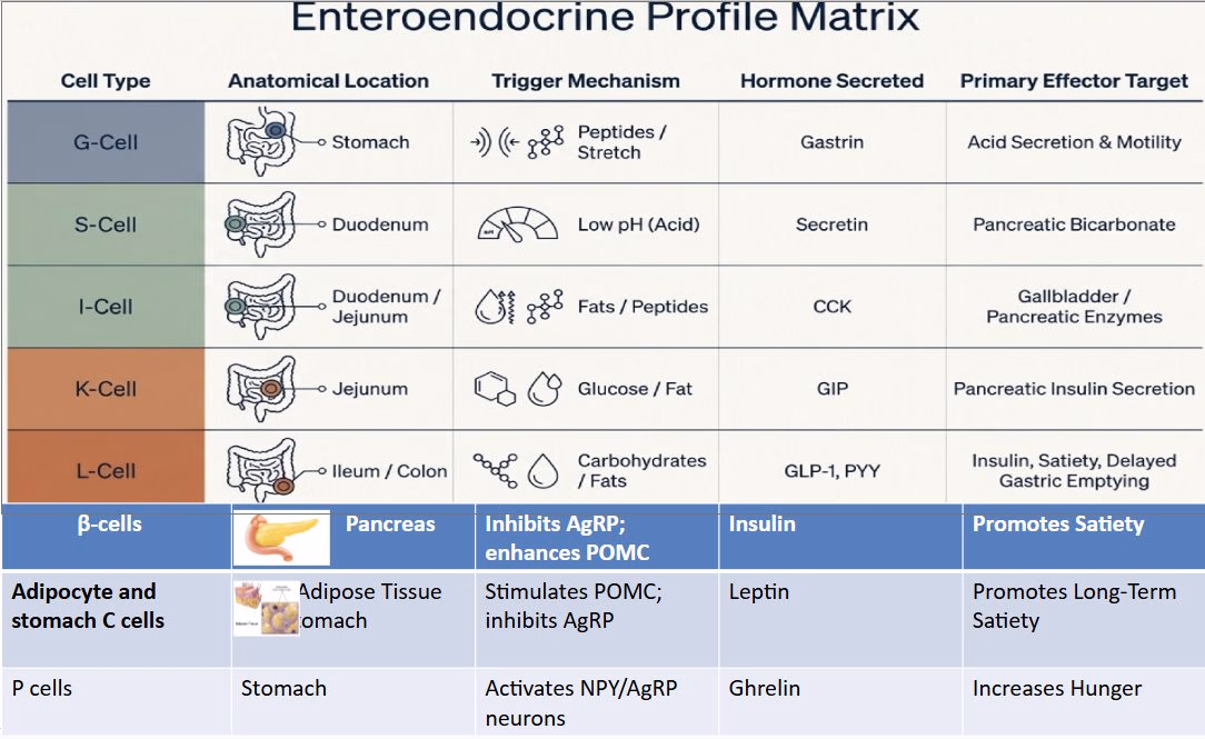 A schematic mapping gastrointestinal and peripheral endocrine cell subtypes, their anatomical distribution, luminal triggers, signalling molecules and downstream targets.