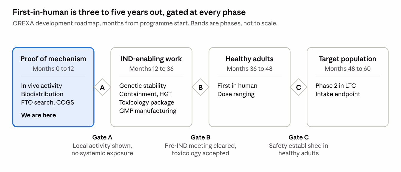A four-phase development roadmap with three gates between the phases: proof of mechanism at months 0 to 12, IND-enabling work at 12 to 36, healthy adults at 36 to 48, and the target population at 48 to 60. The first phase is marked we are here.