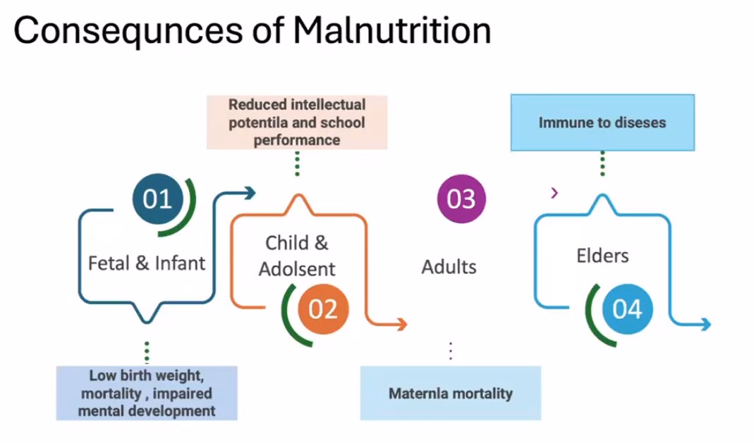 A four-stage diagram following malnutrition through fetal and infant, child and adolescent, adult and elder life stages, with arrows running forward.