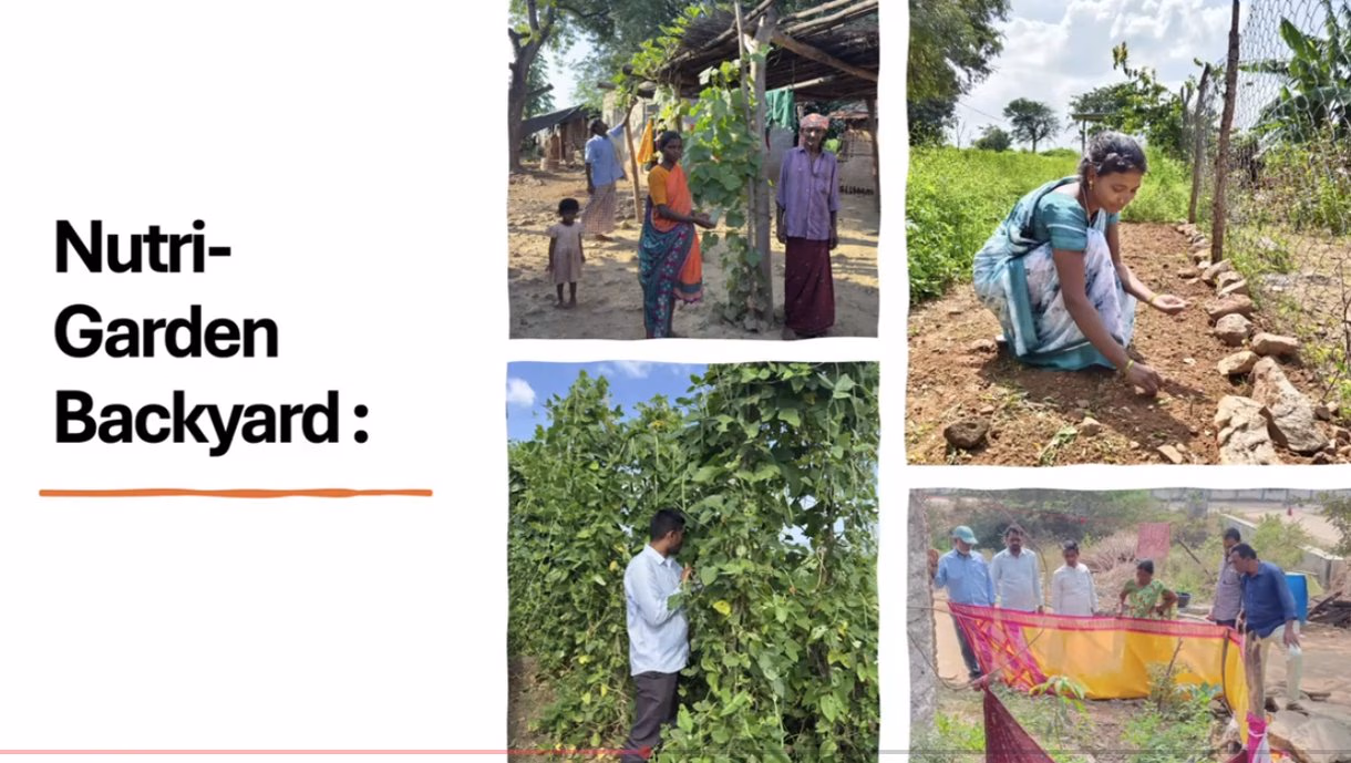Photographs from the program: families beside planted plots, a woman tending a stone-edged bed, a young man in a climbing crop, and a group working under netting.
