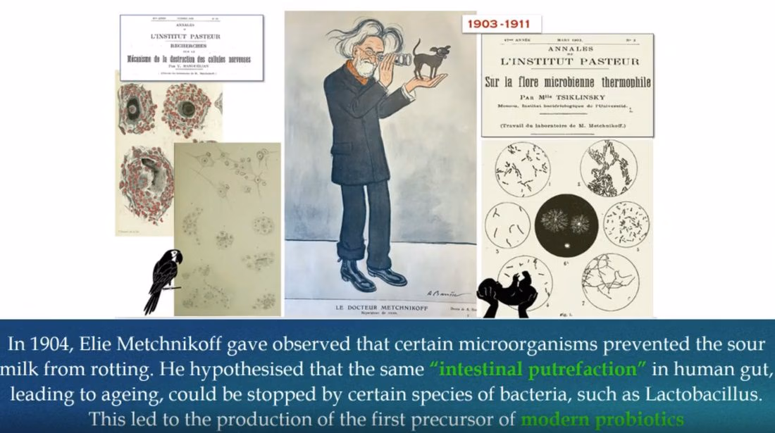 Archival plates from the Institut Pasteur beside a photograph of Elie Metchnikoff, with a caption about intestinal putrefaction and Lactobacillus.
