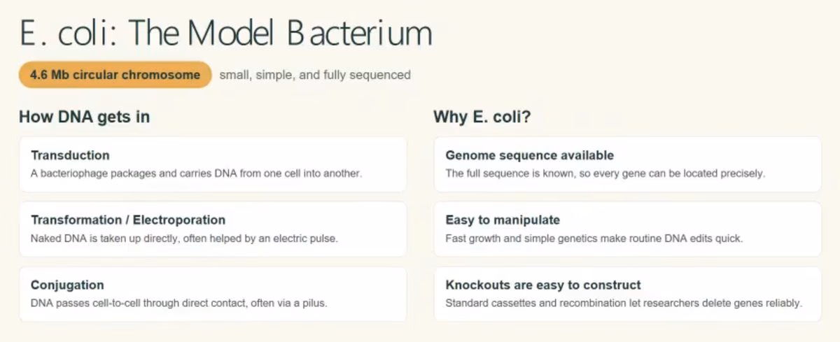 Two-column slide: how DNA gets into E. coli by transduction, transformation and conjugation, and why E. coli is used.