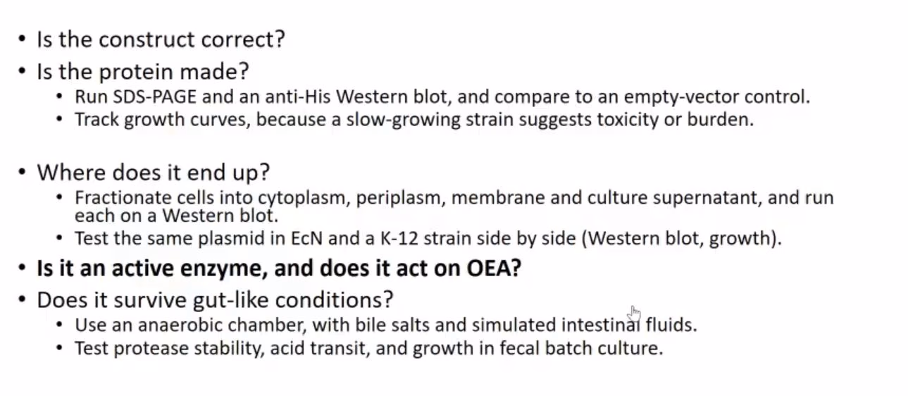 Five questions in order: is the construct correct, is the protein made, where does it end up, is it an active enzyme that acts on OEA, and does it survive gut-like conditions.