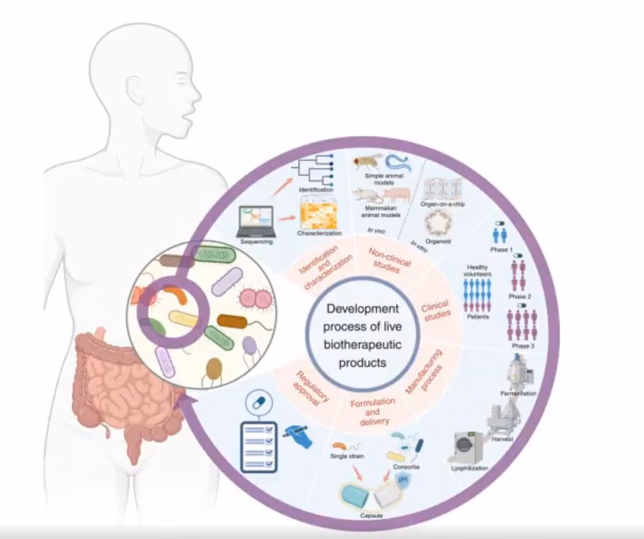 A circular development pathway from strain sequencing and characterization through non-clinical and clinical studies to formulation, delivery and manufacturing.