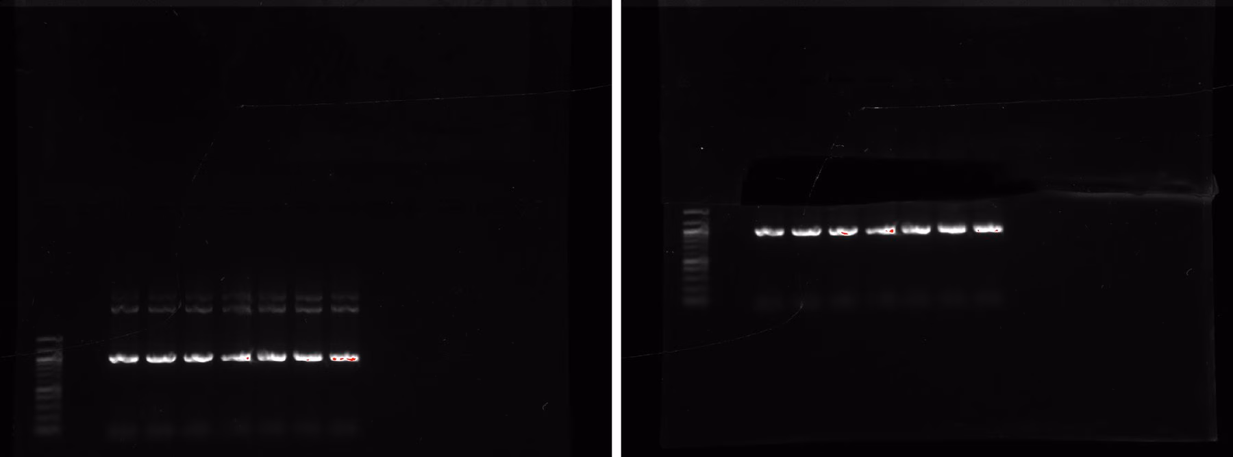 Agarose gel showing reaction #7 amplified across an annealing temperature gradient, photographed before and after the upper bands were excised.