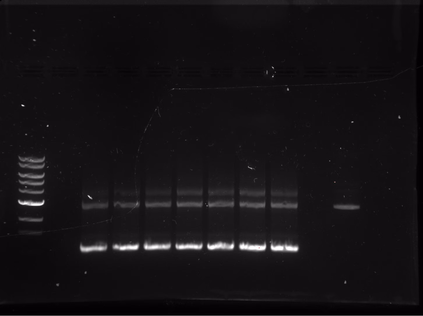Agarose gel of reaction #7 across the annealing gradient at 20 cycles, with a pEM106 plasmid reference lane.