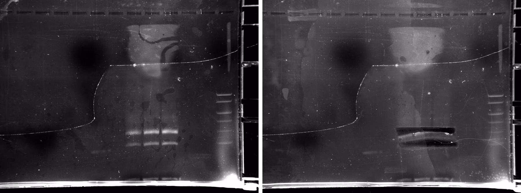 Agarose gel of reaction #7 run at 65 degrees Celsius, photographed before and after both bands were excised.