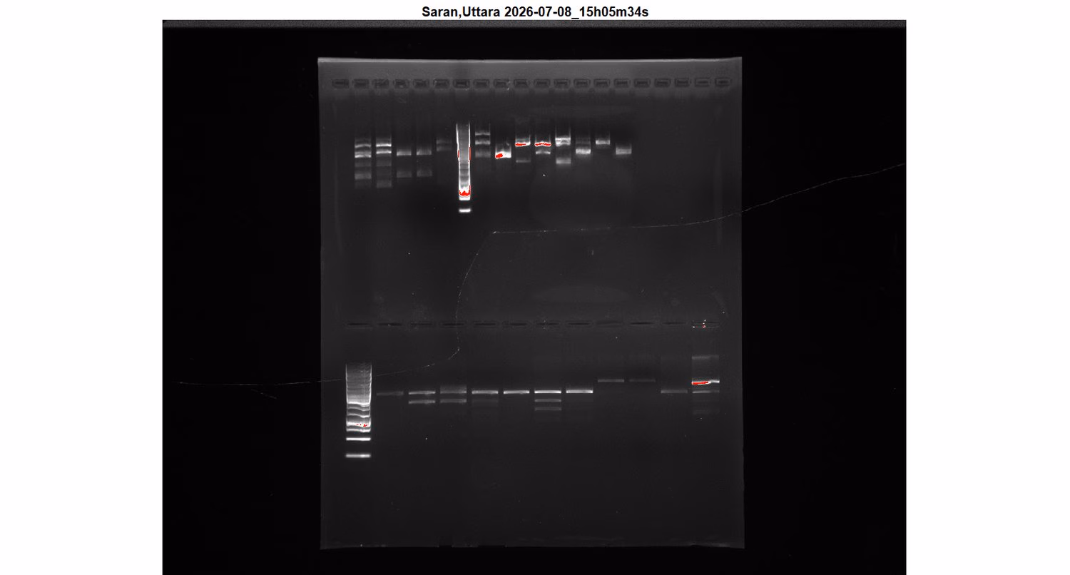 Agarose gel showing restriction digest patterns of the purified plasmids.