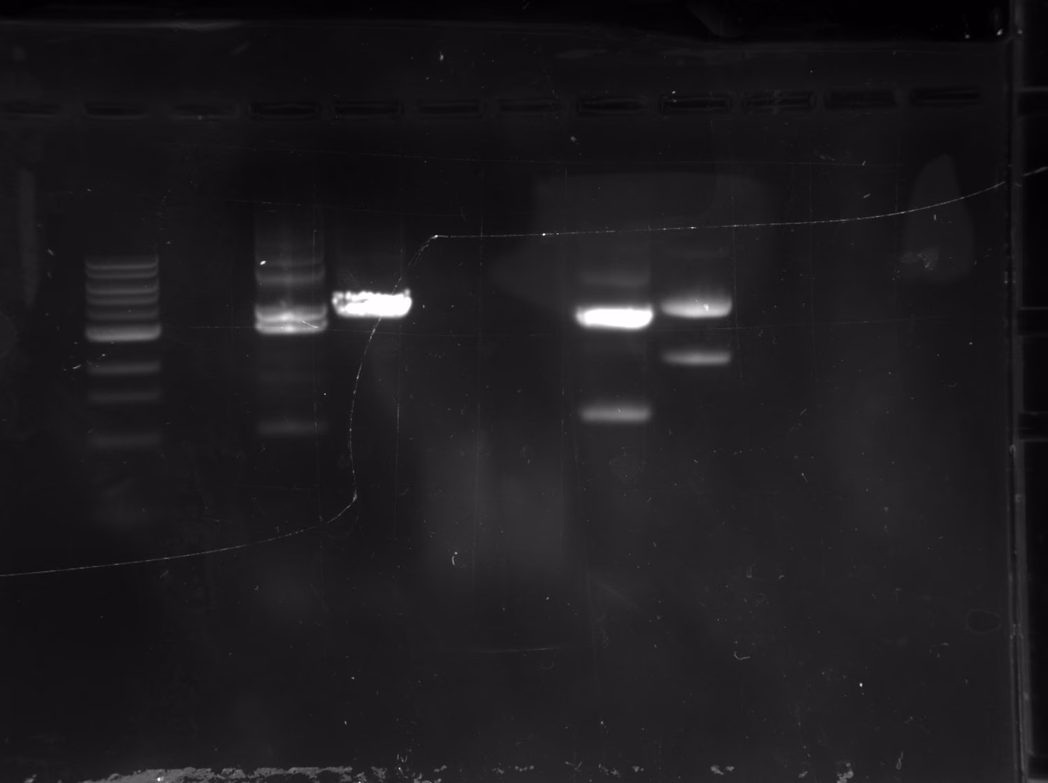 Agarose gel in which the 6xHis insertion lanes show clear product bands while the A removal lanes are empty.