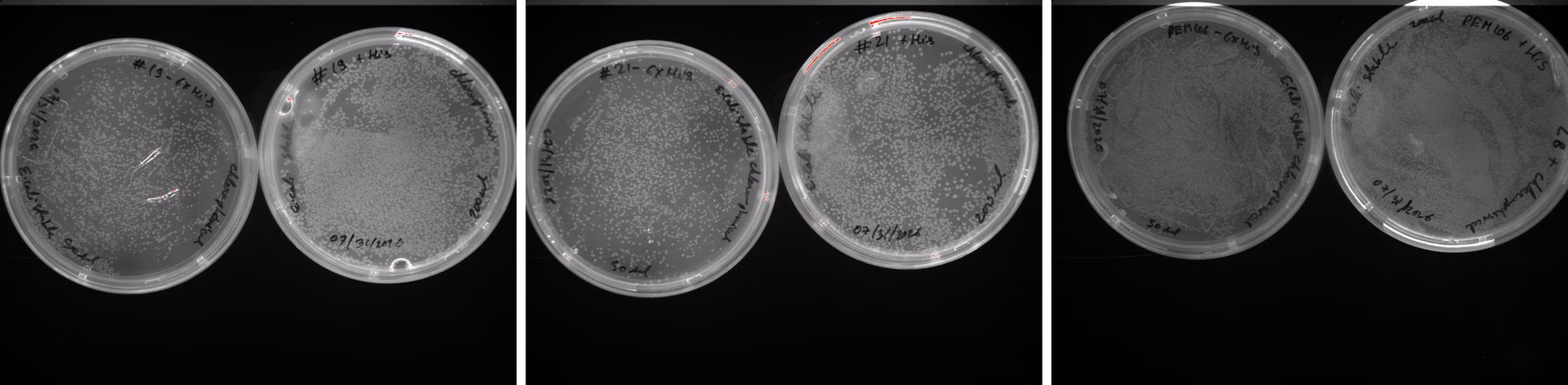 Six agar transformation plates in three pairs, each pair carrying one construct.