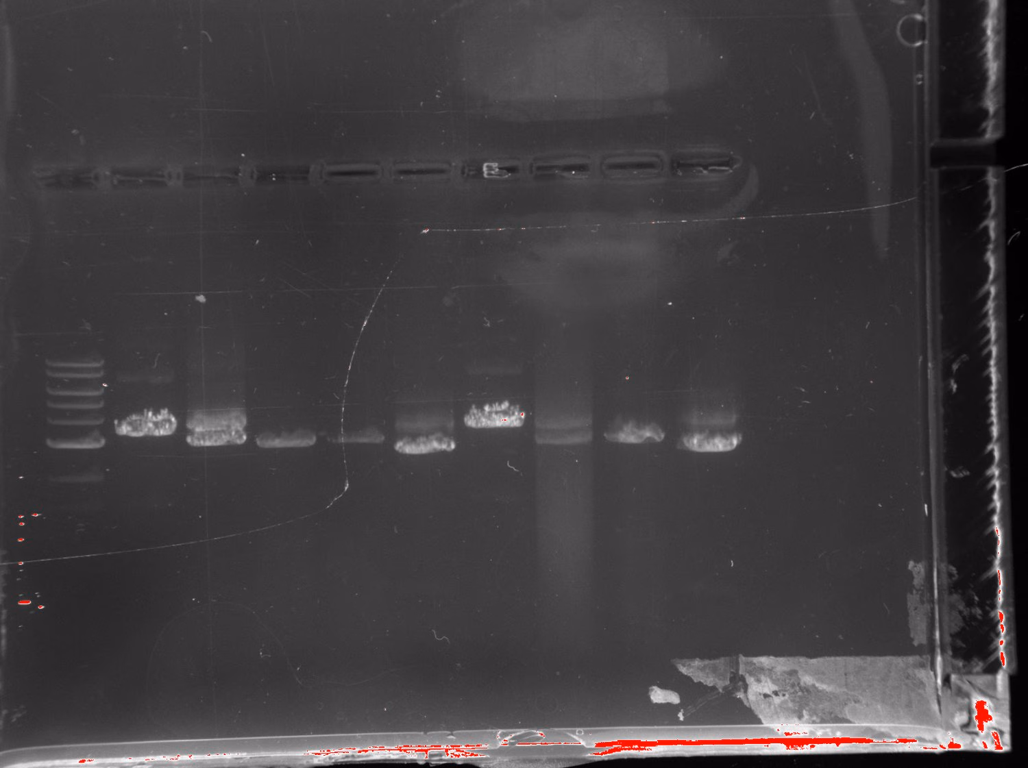 Agarose gel showing 6xHis tagging PCR products near three kilobases for clones 7, 11 and 13, alongside the attempted A removal on clone 19, at two annealing temperatures.