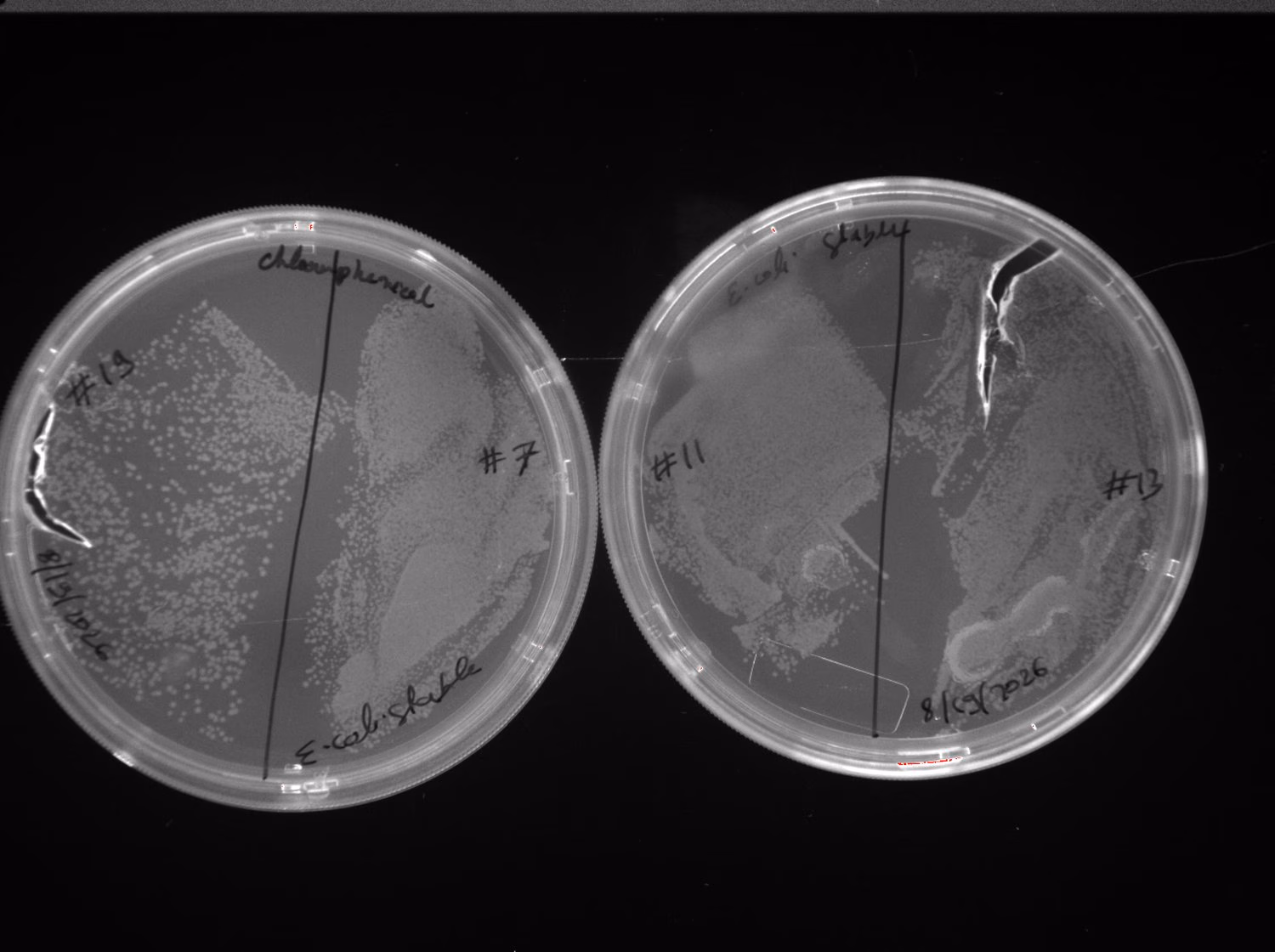 Four agar transformation plates labelled for clones 13, 7, 11 and 12.