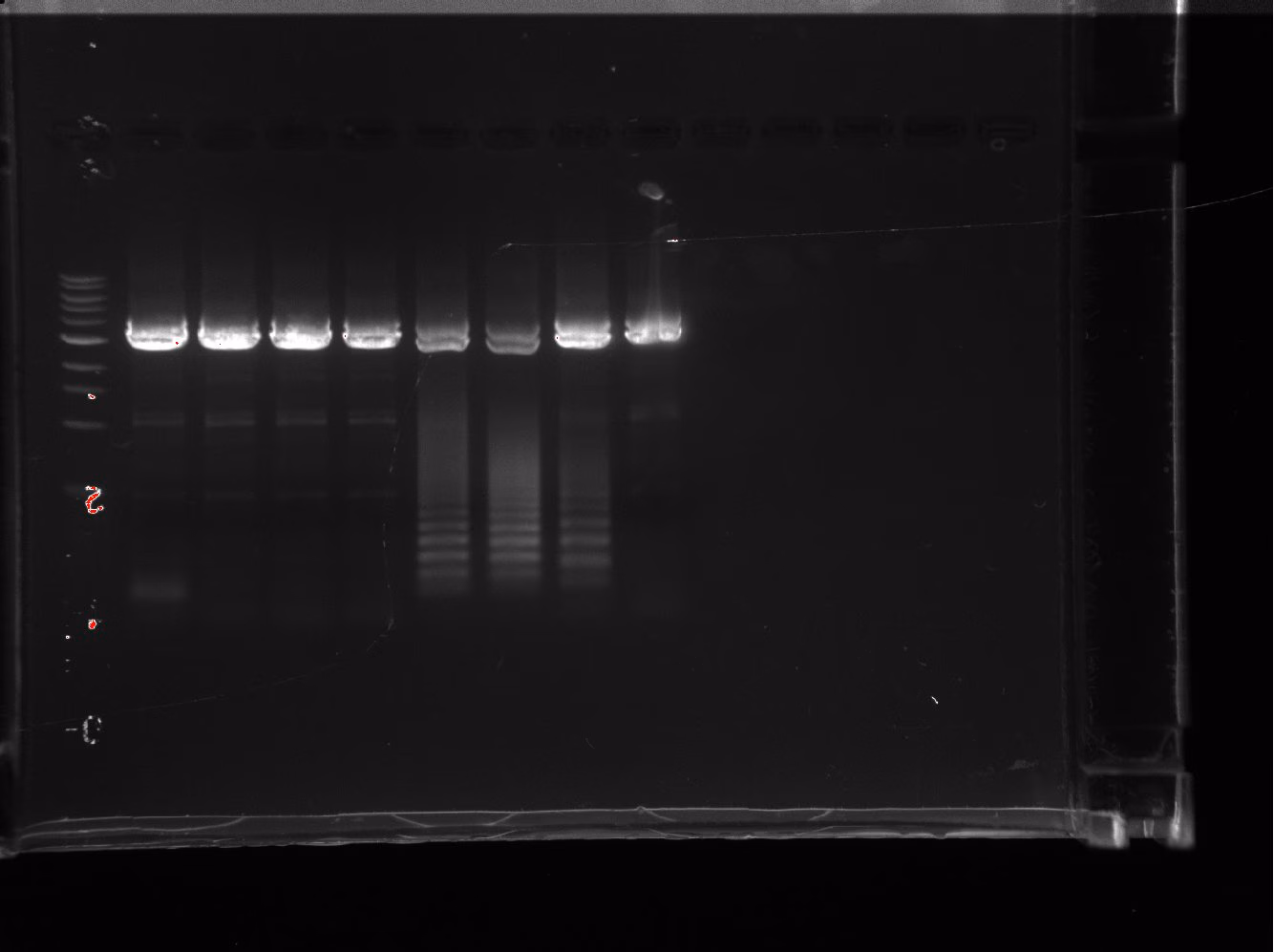 Agarose gel of the PCR product after overnight DpnI digestion.