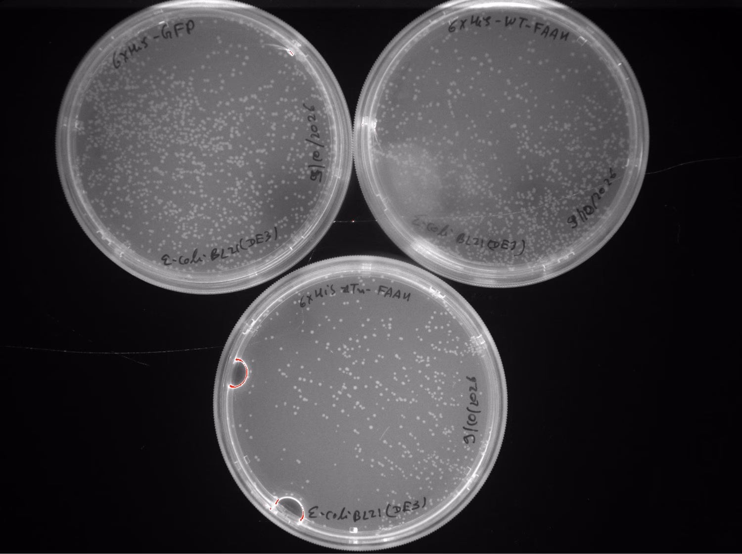 Three BL21(DE3) agar plates carrying the 6xHis GFP, wild-type FAAH and delta-Tm FAAH constructs.
