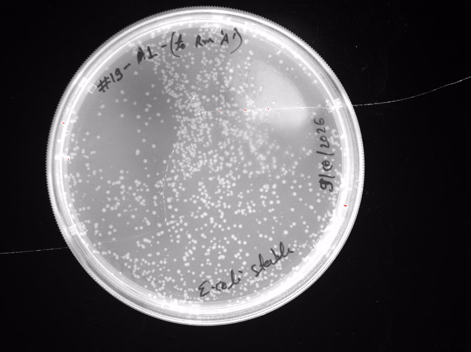 Agar plate from the 61 degree reaction, hand labelled #19-A1.